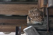 24_DSC2682_Little_Owl_storm_57pc