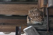 24_DSC2682_Little_Owl_storm_57pc