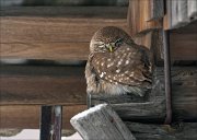 24_DSC2684_Little_Owl_salute_53pc