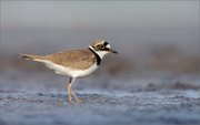 06_DSC2177_Little_Ringed_Plover_babe_75pc