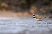 06_DSC2191_Little_Ringed_Plover_dull_mood_93pc