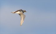 24_DSC8988_Little_Ringed_Plover_eyelet_12pc