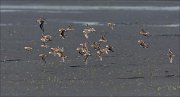 20_DSC7216_Little_Stint_attitude_28pc