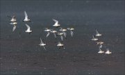 20_DSC7406_Little_Stint_squad_44pc