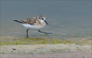 23_DSC9245_Little_Stint_gauge_23pc