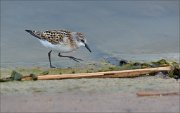 23_DSC9262_Little_Stint_flair_26pc