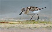 23_DSC9268_Little_Stint_spoil_17pc