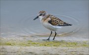 23_DSC9282_Little_Stint_sample_19pc