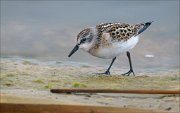 23_DSC9301_Little_Stint_globe_13pc