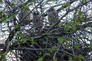 06_DSC0161_Long_Eared_Owl_nestlings_90pc