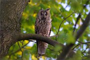 06_DSC0463_Long-eared_owl_before_sunset_96pc