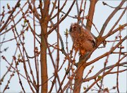 06_DSC0503_Long-eared_Owl_nestling_eyes_twinkle_75pc