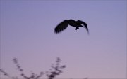 06_DSC0548_Long-eared_owl_dusk_hunter_60pc