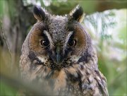 12_DSC8814_Long-eared_Owl_visage_25pc