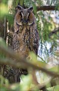 12_DSC8890_Long-eared_Owl_hideout_92pc