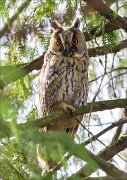 12_DSC8970_Long-eared_Owl_demur_95pc