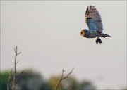 13_DSC8419_Long-eared_Owl_supper_39pc