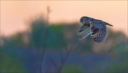 13_DSC8431_Long-eared_Owl_crepuscule_58pc