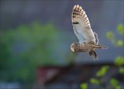 13_DSC8434_Long-eared_Owl_delivery_65pc