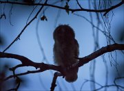 14_DSC2641_Long-eared_Owl_descendant_111pc