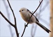 03_DSC2517_Lon-tailed_Tit_in_cyan_sky_39pc