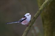 13_DSC3040_Long-tailed_Tit_captivating_48pc