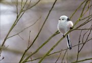 16_DSC0996_Long-tailed_Tit_seclusion_38pc