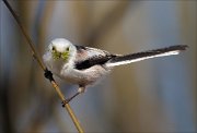 16_DSC7524_Long-tailed_Tit_mossy_12pc