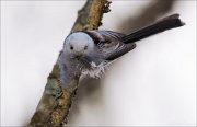 16_DSC8529_Long-tailed_Tit_charged_28pc