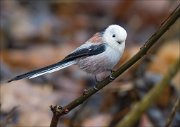 18_DSC7068_Long-tailed_Tit_rule_53pc