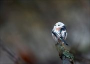 18_DSC7101_Long-tailed_Tit_void_63pc