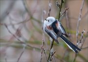 18_DSC8199_Long-tailed_Tit_fluffy_32pc