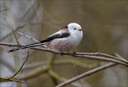 19_DSC1365_Long-tailed_Tit_turgid_32pc