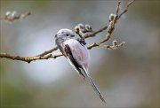 19_DSC2861_Long-tailed_Tit_levitation_47pc