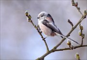 19_DSC2870_Long-tailed_Tit_hunch_33pc