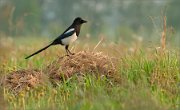 01_DSC0614_Magpie_on_little_stack_50pc