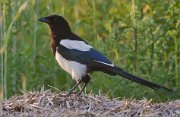 01_DSC7939_Magpie_in_evening-2_95pc