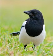 03_DSC1663_European_Magpie_hdr_probe2_61pc