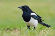 03_DSC1910_Magpie_not_perched_67pc