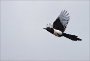 04_DSC7995_Magpie_in_bw_flight_41pc