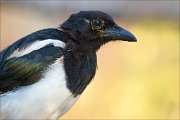 22_DSC8601_Eurasian_Magpie_blowzy_100pc