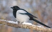 24_DSC2445_Eurasian_Magpie_visitant_102pc