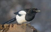 24_DSC2494_Eurasian_Magpie_caper_84pc