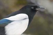 24_DSC2822_Eurasian_Magpie_snap_83pc