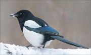 24_DSC3989_Eurasian_Magpie_sketchy_110pc