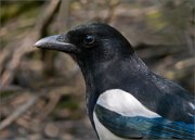 P1510079_magpie_hiding_from_thrushes3