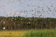 02_DSC8233_Mallard_and_others_in_sanctuary_98pc