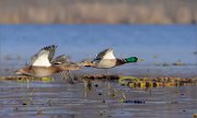 03_DSC2330_Mallard_admirer_68pc