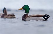 05_DSC1186_Mallard_austere_67pc