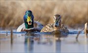 15_DSC1711_Mallard_rift_42pc